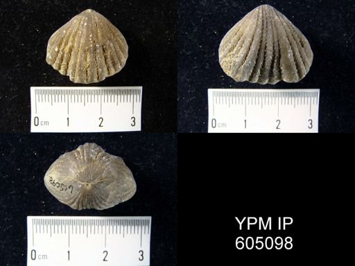 Rhynchotrema capax