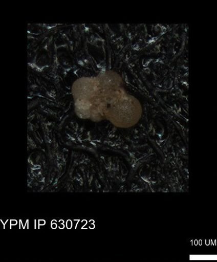 undet. Rugoglobigerinidae