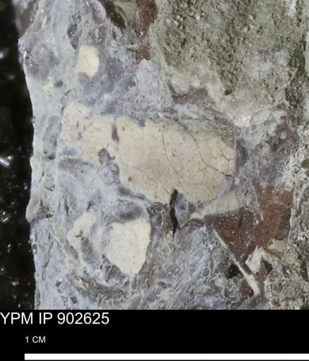 undet. Bivalvia