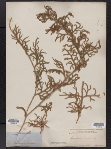 Lycopodium cernuum