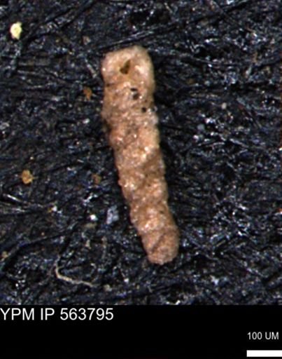 Verneuilinoides hectori
