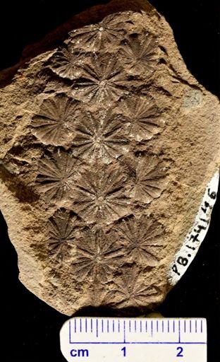 Annularia sphenophylloides