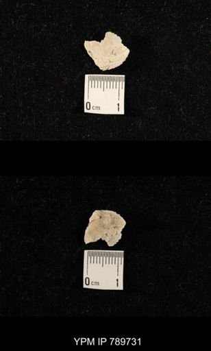 undet. Brachiopoda
