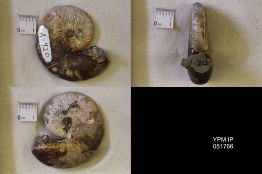 Hoploscaphites nicolletii