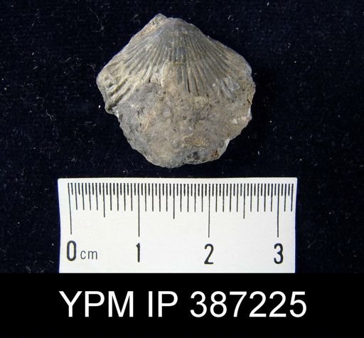 Schizophoria propinqua?