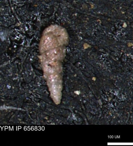 Verneuilinoides kansasensis