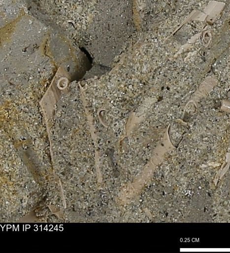undet. Scaphopoda