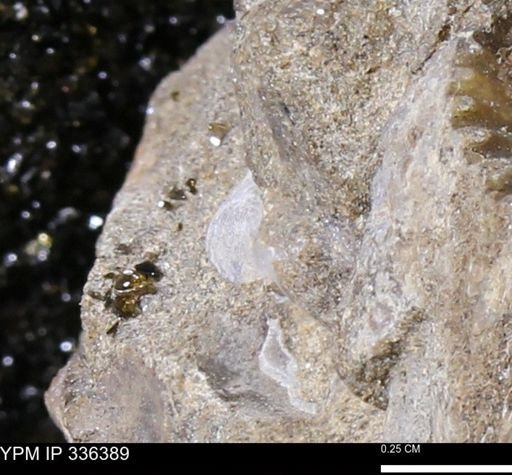 undet. Mollusca