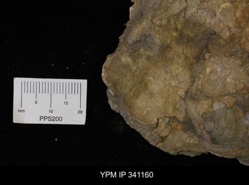 Inoceramus sp.