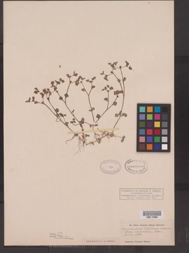 Chrysosplenium americanum
