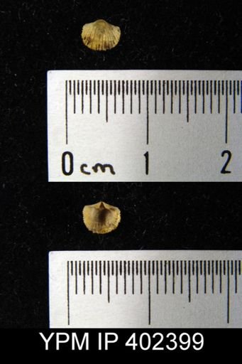Archaeorthis?