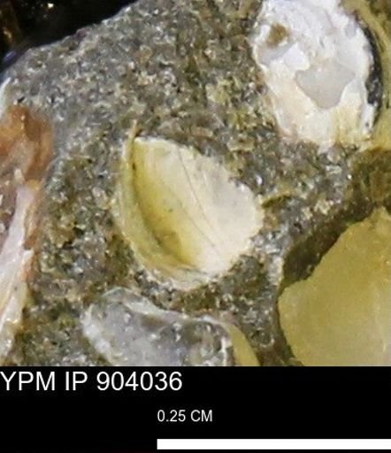 undet. Bivalvia