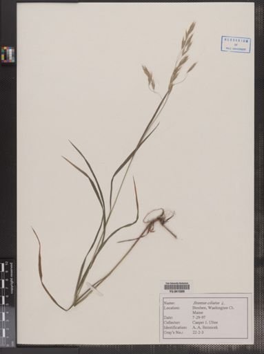 Bromus ciliatus