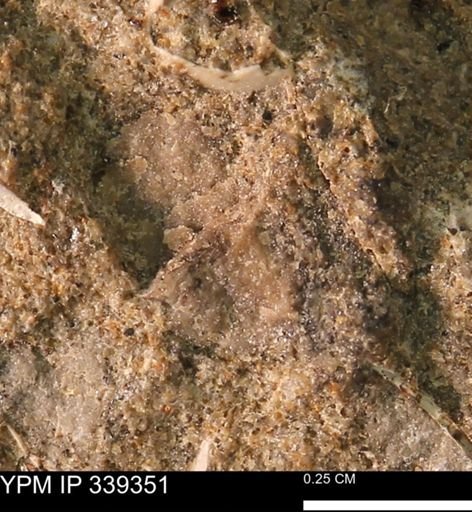 undet. Mollusca