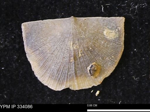 Rafinesquina squamula