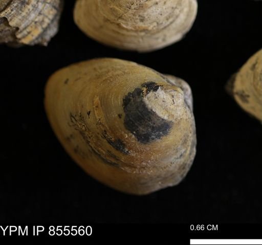 Limopsis striatopunctatus