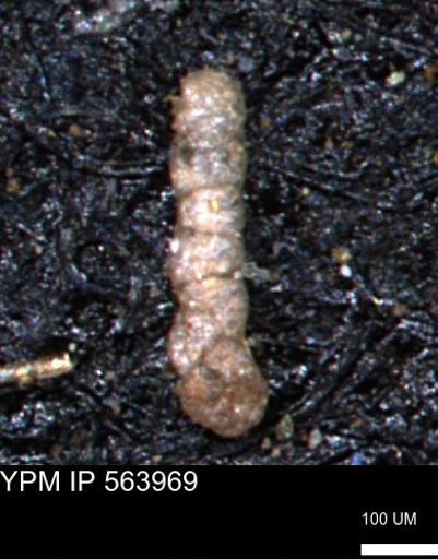 Ammobaculoides phaulus