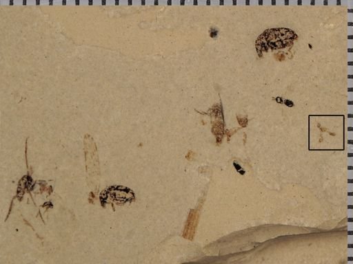 undet. Hymenoptera