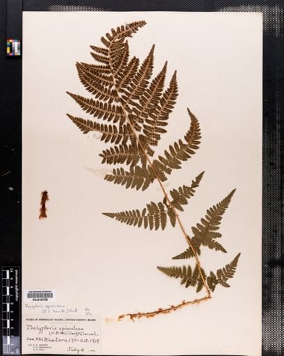 Dryopteris