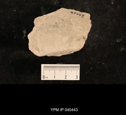 Liomopteridae