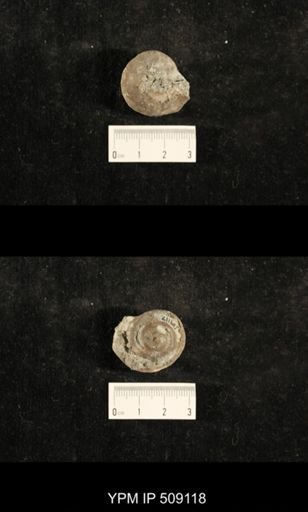 Paraliospira helena