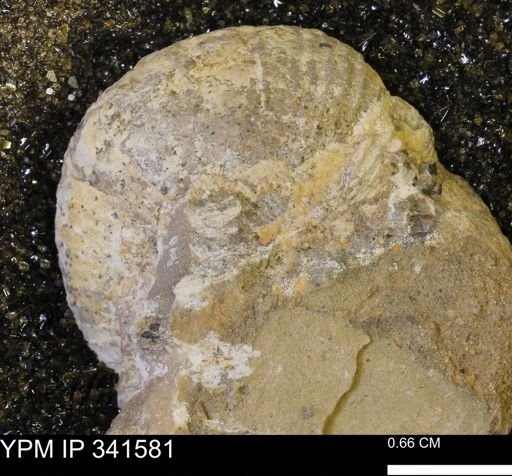 Scaphites sp.