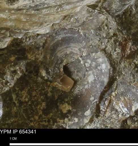 undet. Bivalvia