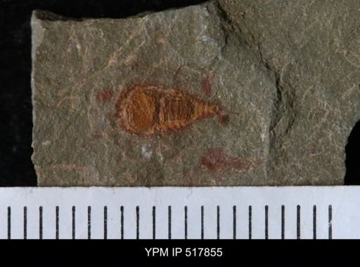 undet. Synziphosurina