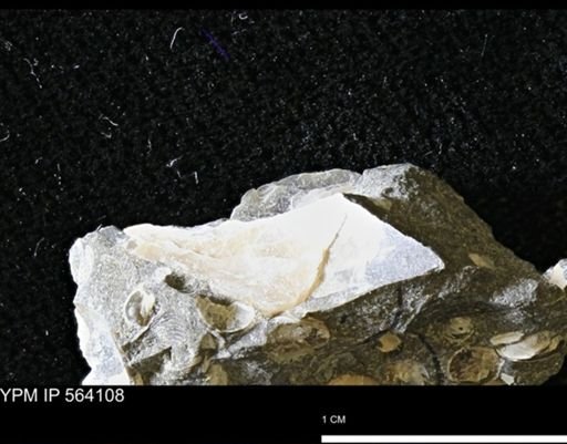 undet. Bivalvia