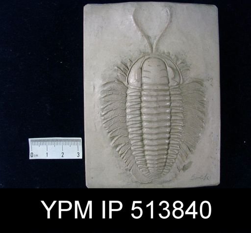 Triarthrus eatoni