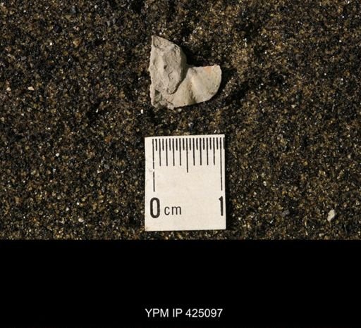 Chonetina flemingi var. plebeia