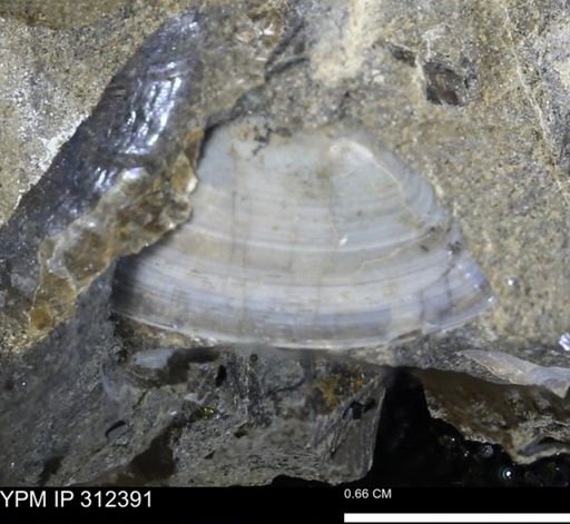 Tellinimera scitula