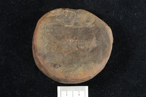 Anthracaris gracilis