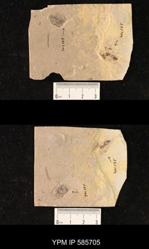 undet. Coleoptera