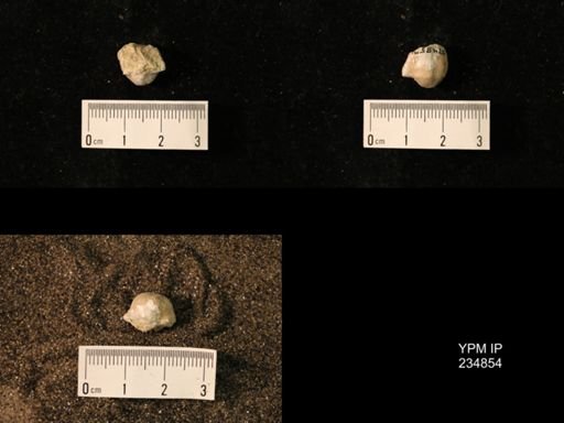 Marginifera fragilis