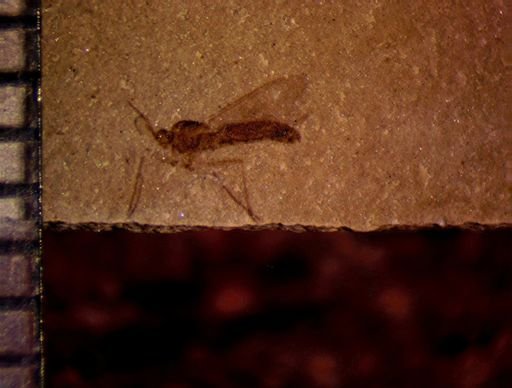 undet. Diptera