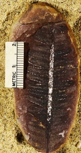 Pecopteris sp.