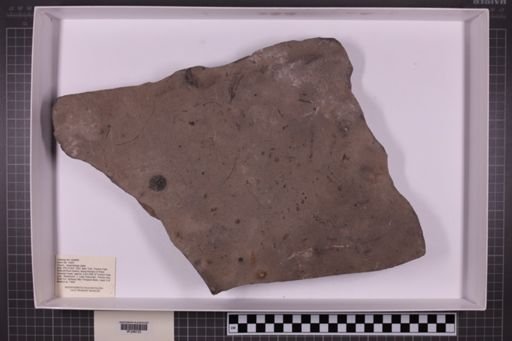 mixed taxa, stratigraphic collection