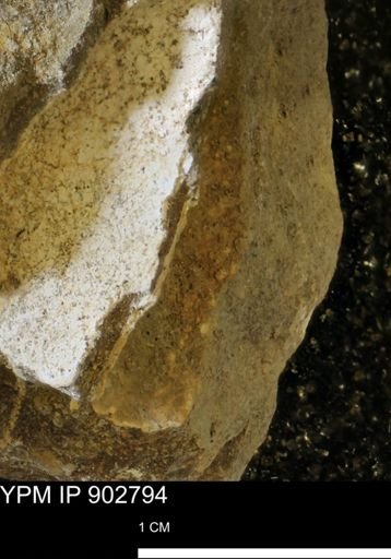 Baculites sp.