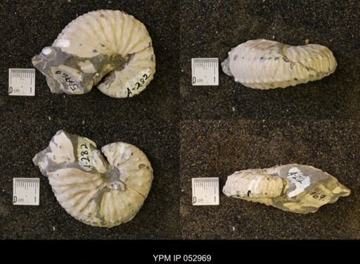 Discoscaphites gulosus