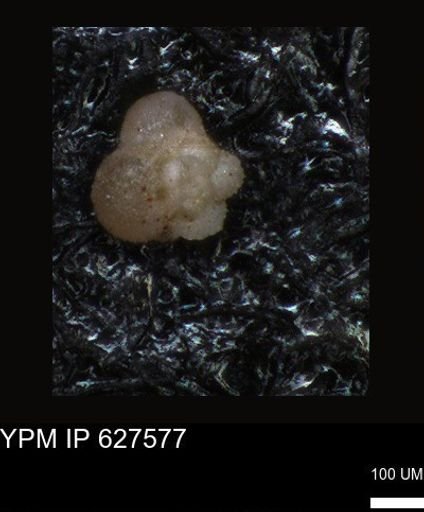 undet. Foraminiferida