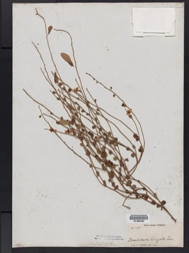 Securidaca virgata
