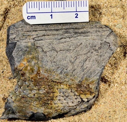 Lepidodendron sp.