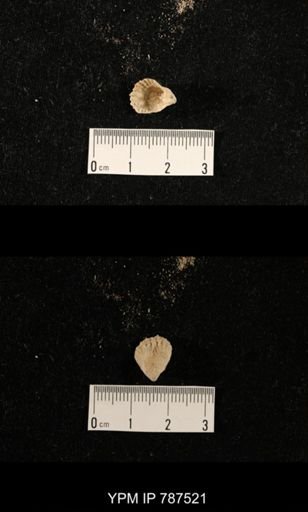undet. Brachiopoda