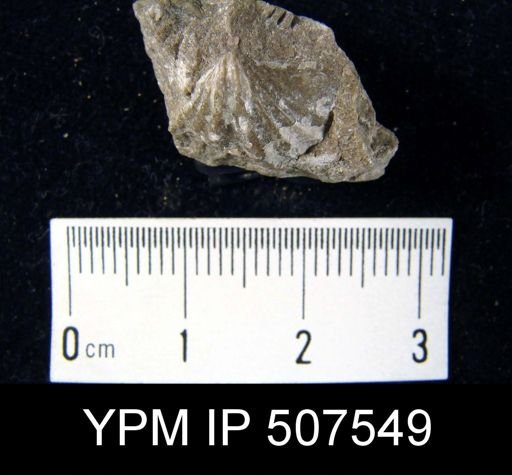 Reticularia fimbriata
