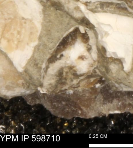 Baculites sp.