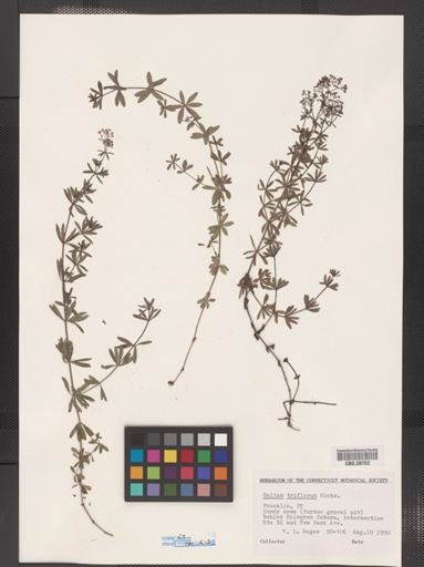 Galium triflorum
