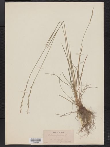 Lolium perenne