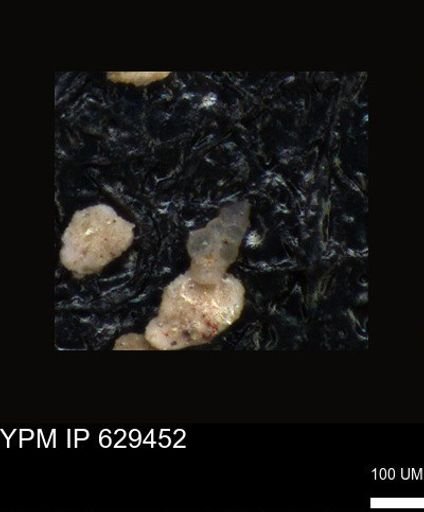 undet. Foraminiferida