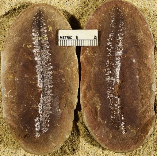 Pecopteris